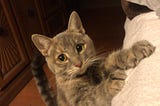 Crónica de una _Non Cat Person_