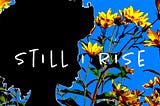 Silhouette of Woman with afro hair in front of sunflowers with text: Still I Rise