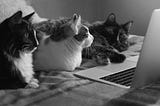 20 Essential Reads for Animal Lovers and Anyone Working in the Pet Care Space