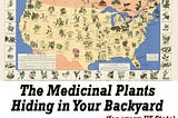 The Medicinal Plants Hiding in Your Backyard