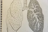 Medical Illustration- The Lungs