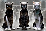 The Great Cat Council Part 1: Meet the council!