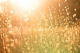 a meadow on a sunny day