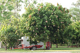 Lesson from my mango tree.