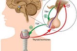 Fixing Your Thyroid After Keto or Fasting Diets