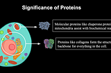 The Role of Genes in Protein Synthesis