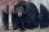 Hank the Tank, the 500lb Black Bear, Issues a Sort of Apology About His Recent Behavior