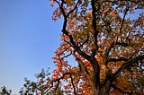 Oak tree with orange colored leaves and a path of clear blue sky next to it