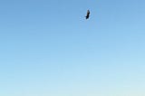 Turkey vulture soaring through sky, wings outspread, above mountain range and soft sun