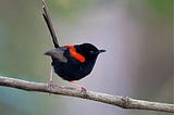 Unlocking the Past and Future of Australia’s Enigmatic Red-backed Fairywren: A Climate Odyssey