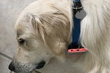 10 minute DIY find-my-dog Gadget