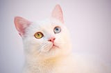 How to choose a healthy diet and food for your cats: