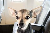 Chihuahua Chaos on United Flight: A Travel Alert — Chihuacorner.com