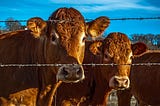 Two brown cows with ear tags standing behind barbed wire on a farm