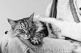 Why we need to destigmatize surrendering a pet