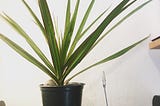 A plastic T-rex looking up at an indoor Madagascar Dragon tree, accompanied by Star Ruby, 2 Aquamarines, Earth and Time.