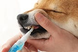 Dog Teeth Cleaning Kit: An Essential Pet Product for Dogs