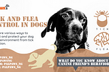 Tick and flea control in dogs