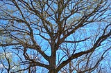 Trees beginning to show green buds on previously bare branches against a blue sky with a few clouds.