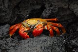 Photo of a crab on a rock