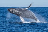 10 facts about whales