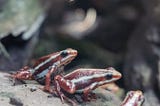 Seven Little Frogs