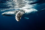 Can Whale Falls Impact Climate Change?