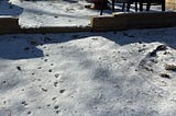 A snow covered portion of a backyard showing animal tracks in the snow.