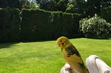 Saturday afternoon with a freshly elected EU parliamentarian and a yellow budgie