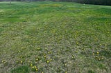 Spring! Hello Flowering Ornamentals, Dandelions Pounce, Yellow Patch, and Blue Coat Univ?