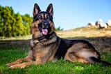 How To Train A German Shepherd Dog (Essential Tips!)