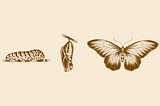 Pupa