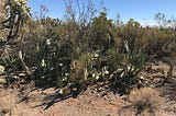 Desert landscape with desert plants