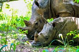 The Key to Save the Rhino? It’s Right Under Your Nose