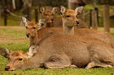 Deer lots of deer