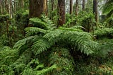 Wildlife That Loves Bracken Fern