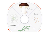 How to Vet Your 🍄 Products: The Mycelium vs Fruiting Body Debate