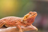 Rescuing Bearded Dragons: Why it Shouldn’t be Done