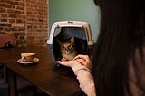 How Do You Create the Ultimate Cat-Friendly Home?