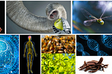 Nature’s Blueprint: Unlocking the Power of Biomimicry in Innovation