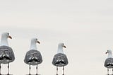 4 seagulls in a line