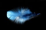 The Blue Jay’s Feather