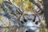 A young male mule deer peers at the author through branches.