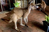 No, Kangaroos Don’t Bounce Down the Street — Yes You Can Have a Beer With Them
