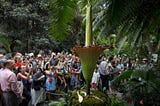 As Seen Through the Nose: Corpse Flower in the Bronx Botanical Garden