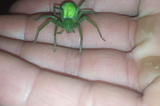 The green spider