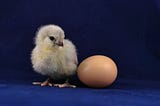 Fuzzy, newly-hatched chick looks sideways at a brown egg, illustrating the question of which came first? Sensitivity or trauma