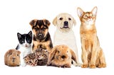 Dogs, cats, rabbit and guinea pig on white background
