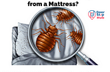 How to get relieved of Bed Bugs from the mattress