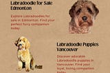 Labradoodle: Exclusive Sale in British Columbia & Saskatchewan!